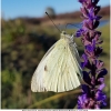 pieris brassicae imago1 don